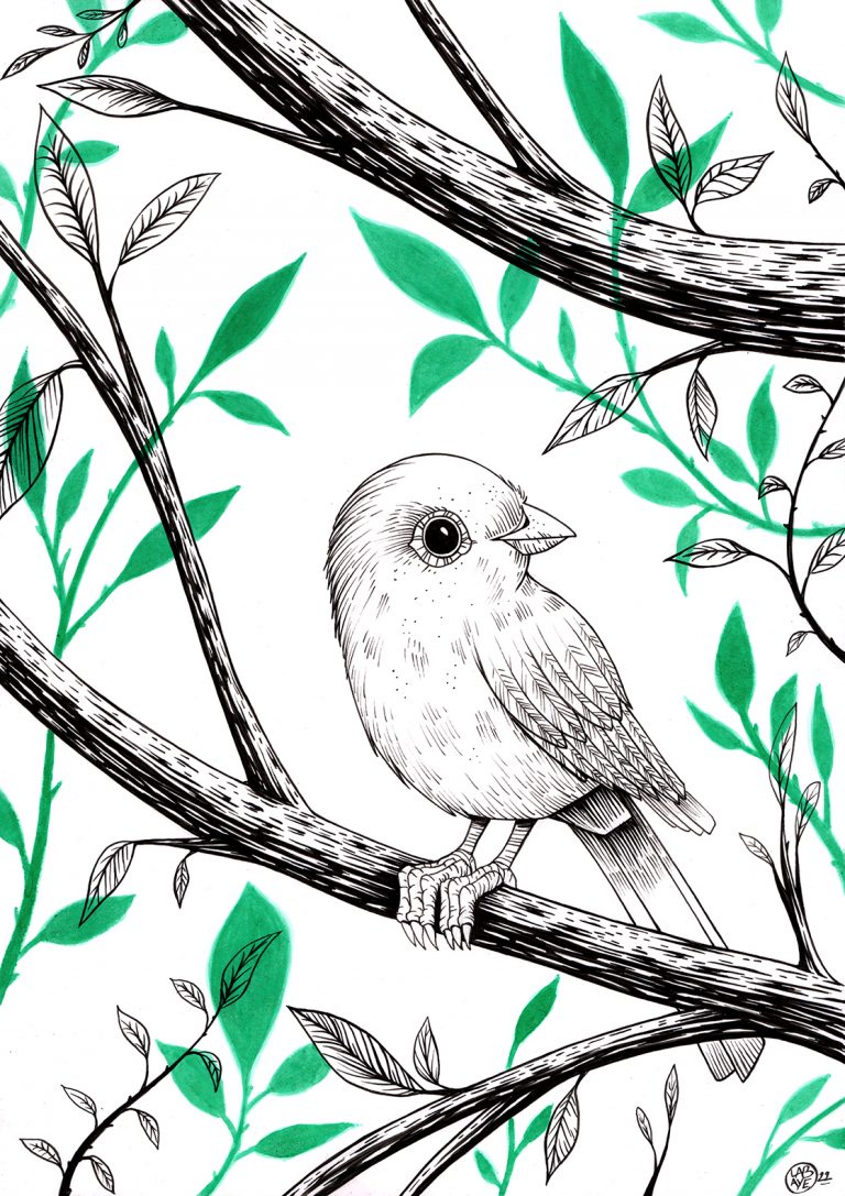illustration- green bird -florian labaye