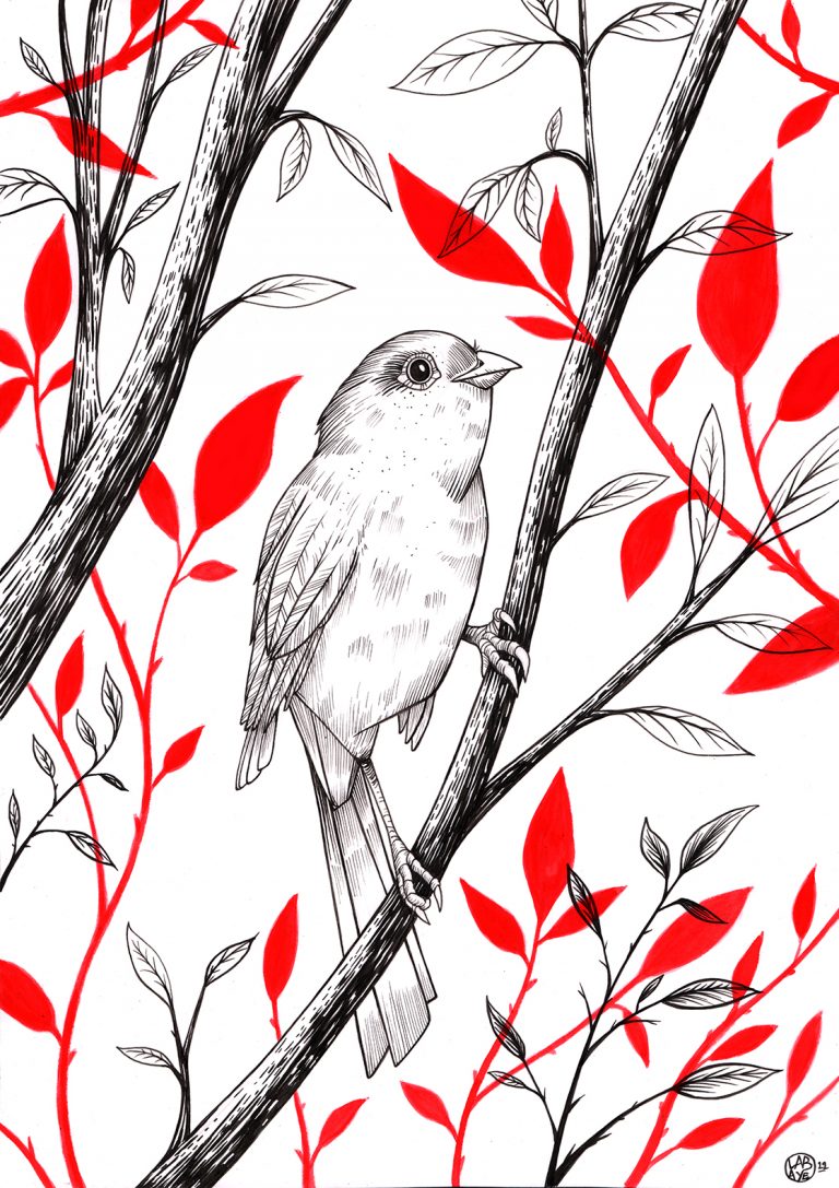 illustration- red bird -florian labaye